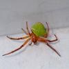 Araneus viridiventris